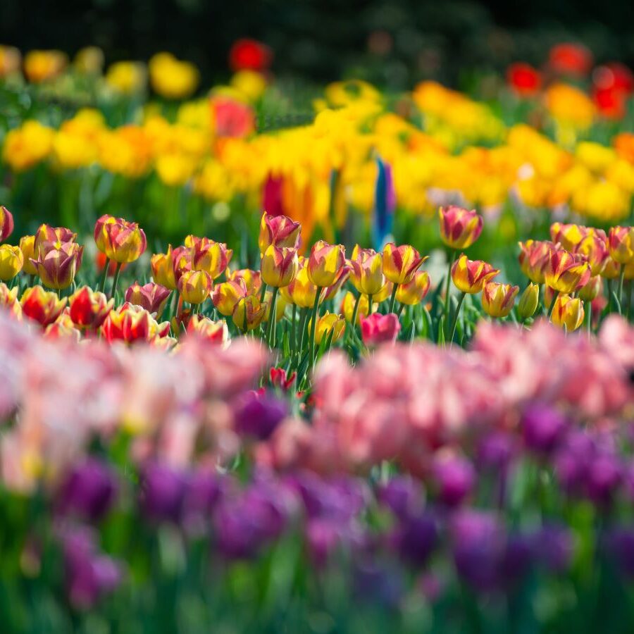 Flores para la terraza